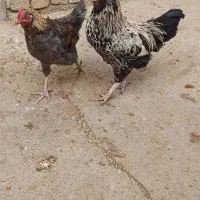 نیمچه گلین و نیمچه محلی|حیوانات مزرعه|سنقر, |دیوار