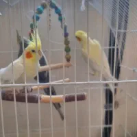 عروس هلندی ۲تانر یدونه ماده .چند کلمه حرف میزنن|پرنده|بروجرد, |دیوار