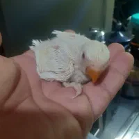 جوجه عروس و برزیلی|پرنده|کیش, |دیوار