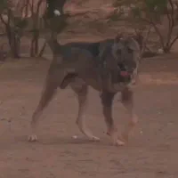 سگ سراب
