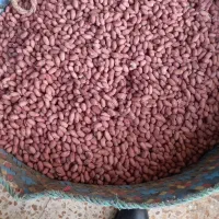 فروش بادام زمینی