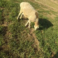 میش چینی و میش دورگ شیرازی ابستن