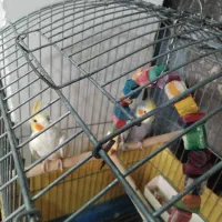 عروس هلندی یک جفت|پرنده|رزن, |دیوار