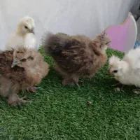 جوجه برهما و سلطان و ابریشمی، بوقلمون