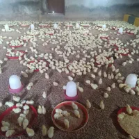 جوجه گوشتی وزن100گرم