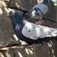 سینه سیاه وسینه زرد|پرنده|گلباف, |دیوار