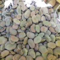 باقله خشک درجه یک|خوردنی و آشامیدنی|گوآور, |دیوار