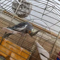 دو جفت عروس مولد|پرنده|شبانکاره, |دیوار