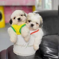 شیتزو پامر گلدن فرنچ شیواوا پودل پیکینیز