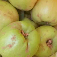 به درجه یک کیلو۵۰|خوردنی و آشامیدنی|شیراز, شهرک سعدی|دیوار