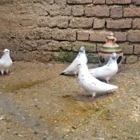 کبوترپرشی دوجفت ضمانتی.