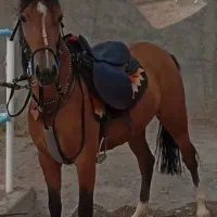 اسب مادیان ۸ما آبستن