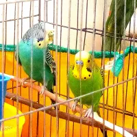 یک جفت مرغ عشق مولد تضمینی