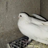 سفید|پرنده|خانمیرزا, |دیوار