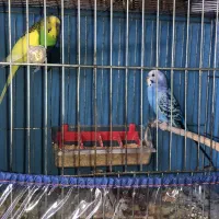 مرغ عشق|پرنده|رشت, گلزاران|دیوار