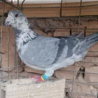 سار پلاکی
