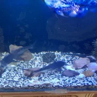 ماهی آکواریوم