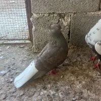 دمی|پرنده|سعدآباد, |دیوار