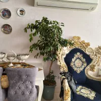 درختچه ی طبیعی  بنجامین