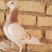 کفتر پیازی پلاکی
