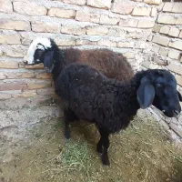 بره نرو ماده با شیشک شالی اصل