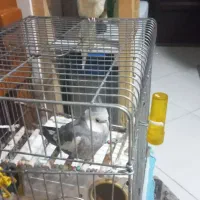 یک جفت عروس هلندی