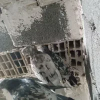 کفتر جفتی ۱۸۰۰|پرنده|صباشهر, |دیوار