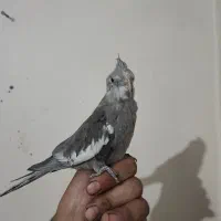 جوجه عروس هلندی وایت فیس|پرنده|دورود, |دیوار