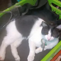 گربه گم شده|حیوانات|اصفهان, برازنده|دیوار