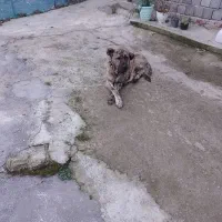 سگ سرابی|سگ|اطاقور, |دیوار