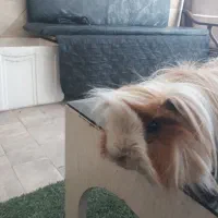 خوکجه هندی|موش و خرگوش|سبزوار, قاضی زاد|دیوار