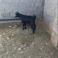 کهره فروشی چاق