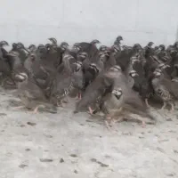 پرنده زینتی|پرنده|اهواز, غیزانیه|دیوار