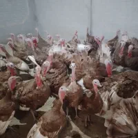 ۲۰ عدد بوغلمون ماده جوان تخم گذار