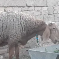 یه عددمیش ابست سفیدهست