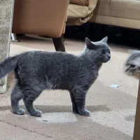 گربه اسکاتیش