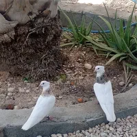 انواع کبوتر طوقی شهر گله دار