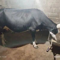 گاو مونت بیلیارد باگوساله نر جنس|حیوانات مزرعه|ماسال, |دیوار