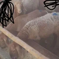 3عدد بره عربی سبک