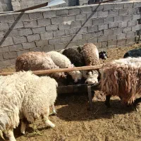 بره نر و ماده و میش|حیوانات مزرعه|آیسک, |دیوار