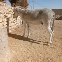 الاغ نر جوان|حیوانات مزرعه|دشمن زیاری, |دیوار