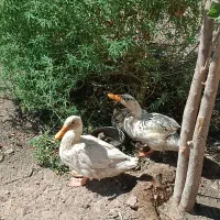اردک
