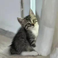 بچه گربه میکس