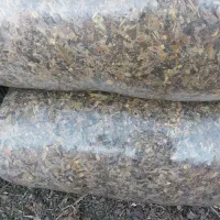 ذرت علوفه ای سیلو