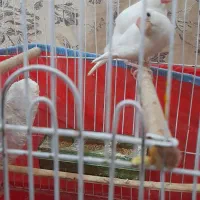 پرنده زینتی|پرنده|بندر امام خمینی, |دیوار