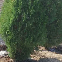 نیروی باغبان