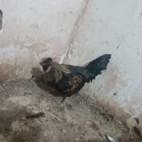 خروس ومرغ  مرندی زابلی گلین 6 ماهه