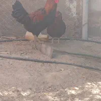 مرغ و خروس محلی|حیوانات مزرعه|قلعه گنج, |دیوار