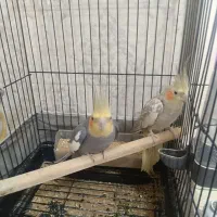 عروس هلندی جفت