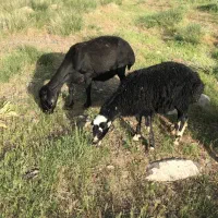 میش بره